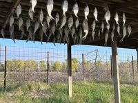 усадьба Кигач-Ривер сушилка для рыбы