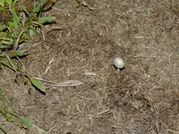 гриб на берегу р. Берекет