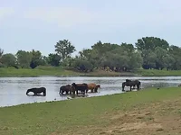 водопой р. Кигач