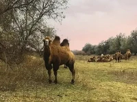 р. Кигач верблюды на отдыхе