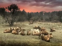 усадьба Кигач-Ривер стадо верблюдов