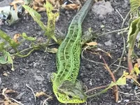 Ящерица на территории усадьбы Кигач-Берекет