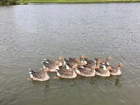 р. Кигач гуси