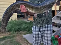 Трофейный сом 18 кг на р. Кигач 2024 г.