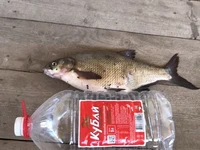 Улов на р. Кигач