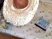 Грибы на берегу реки Кигач